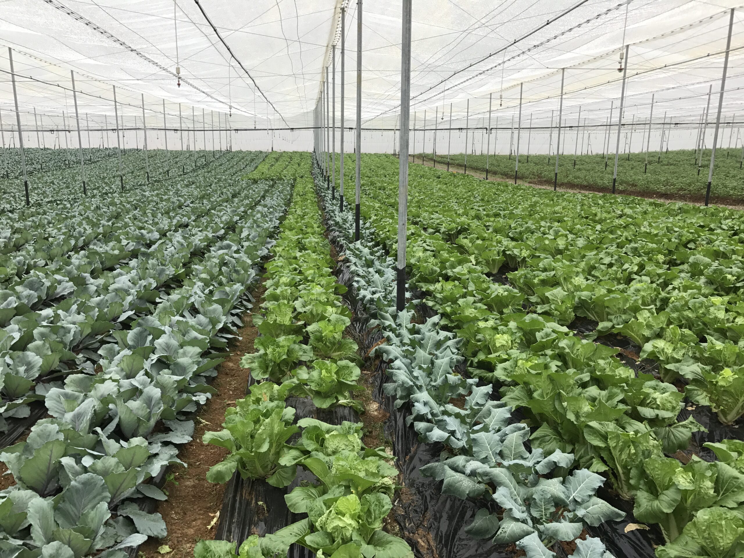 Netafim Greenhouse & Nursey Irrigation Systems